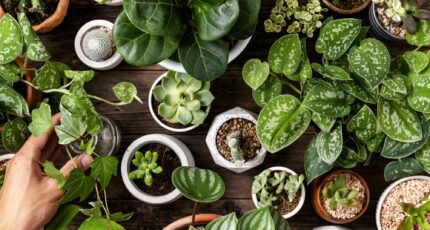 Transformez votre maison Natilia en oasis de bien-être avec les plantes dépolluantes