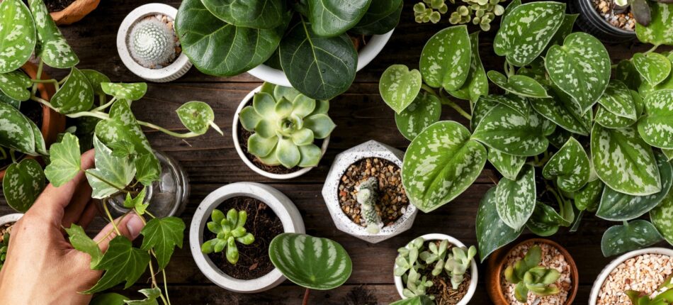 Transformez votre maison Natilia en oasis de bien-être avec les plantes dépolluantes 