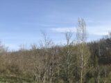 Terrain à bâtir à Grazac (31190) 2678958-11925annonce120261015v4c8S.jpeg Natilia